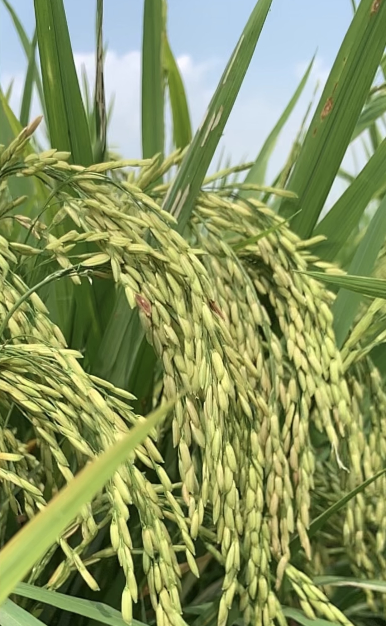 Phân bón hiệu Con Lười