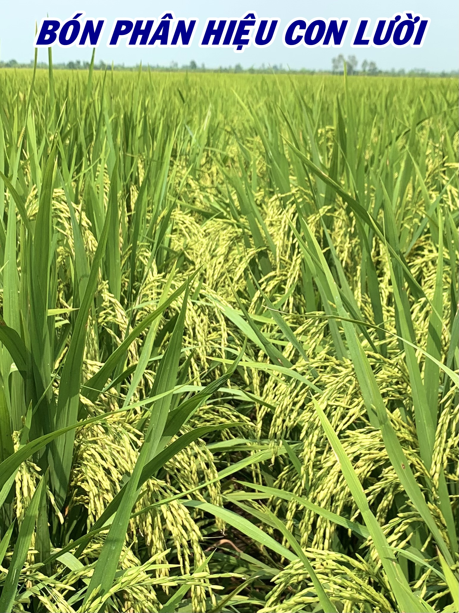 phân bón hiệu Con Lười