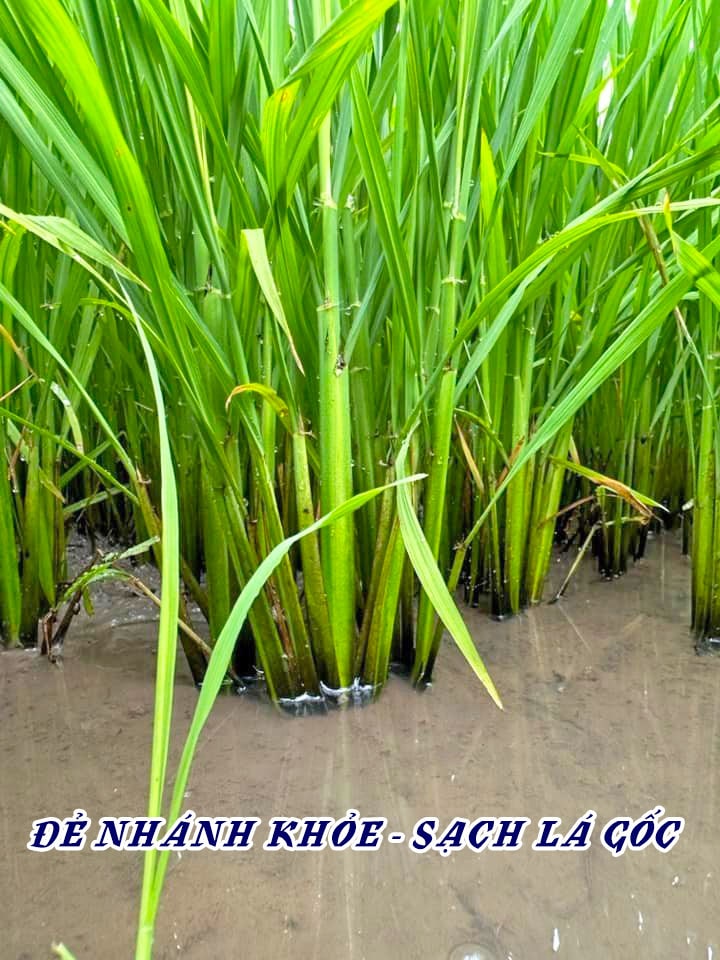 Giải pháp giúp lúa đẻ nhánh khỏe - Phân bón hiệu Con Lười