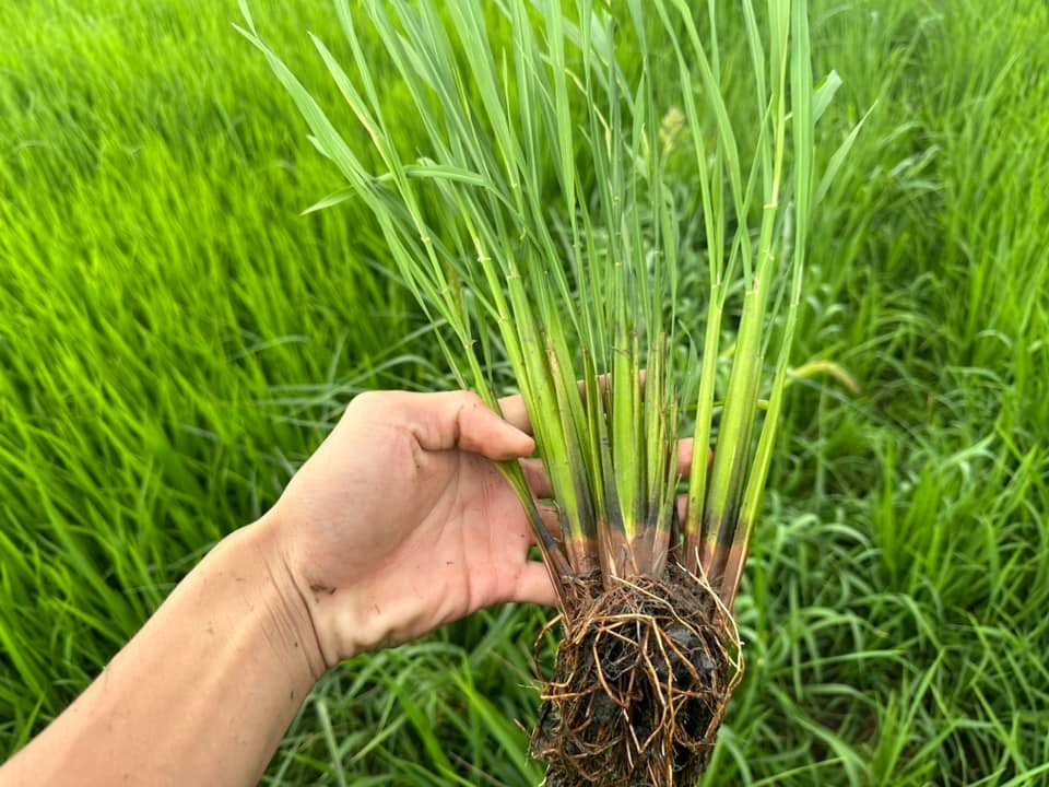 Giải pháp giúp lúa đẻ nhánh khỏe - Phân bón hiệu Con Lười