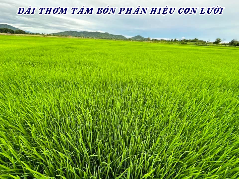 Giải pháp giúp lúa đẻ nhánh khỏe - Phân bón hiệu Con Lười