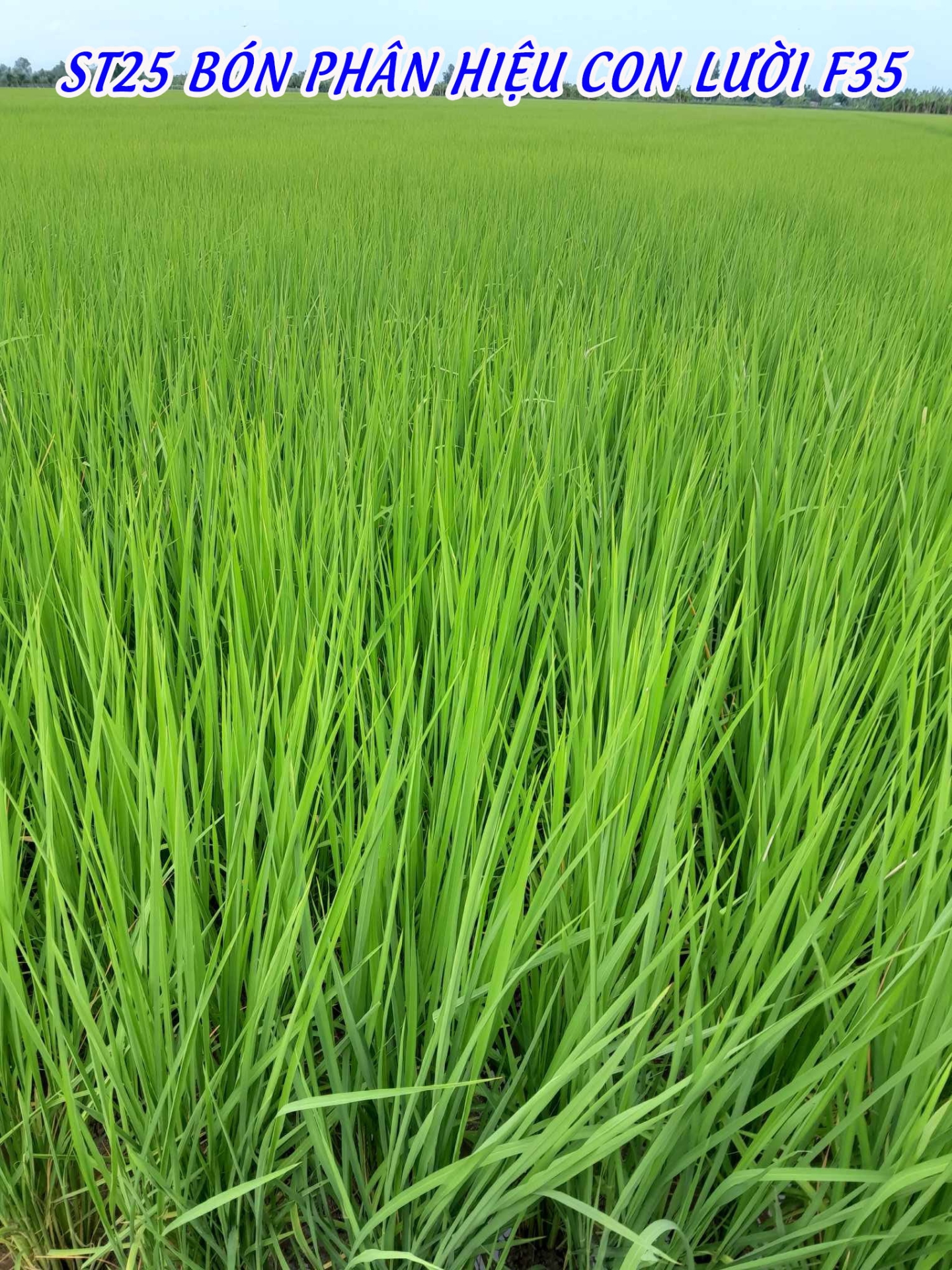 Ruộng Lúa ST25 Bón Phân Hiệu Con Lười F35