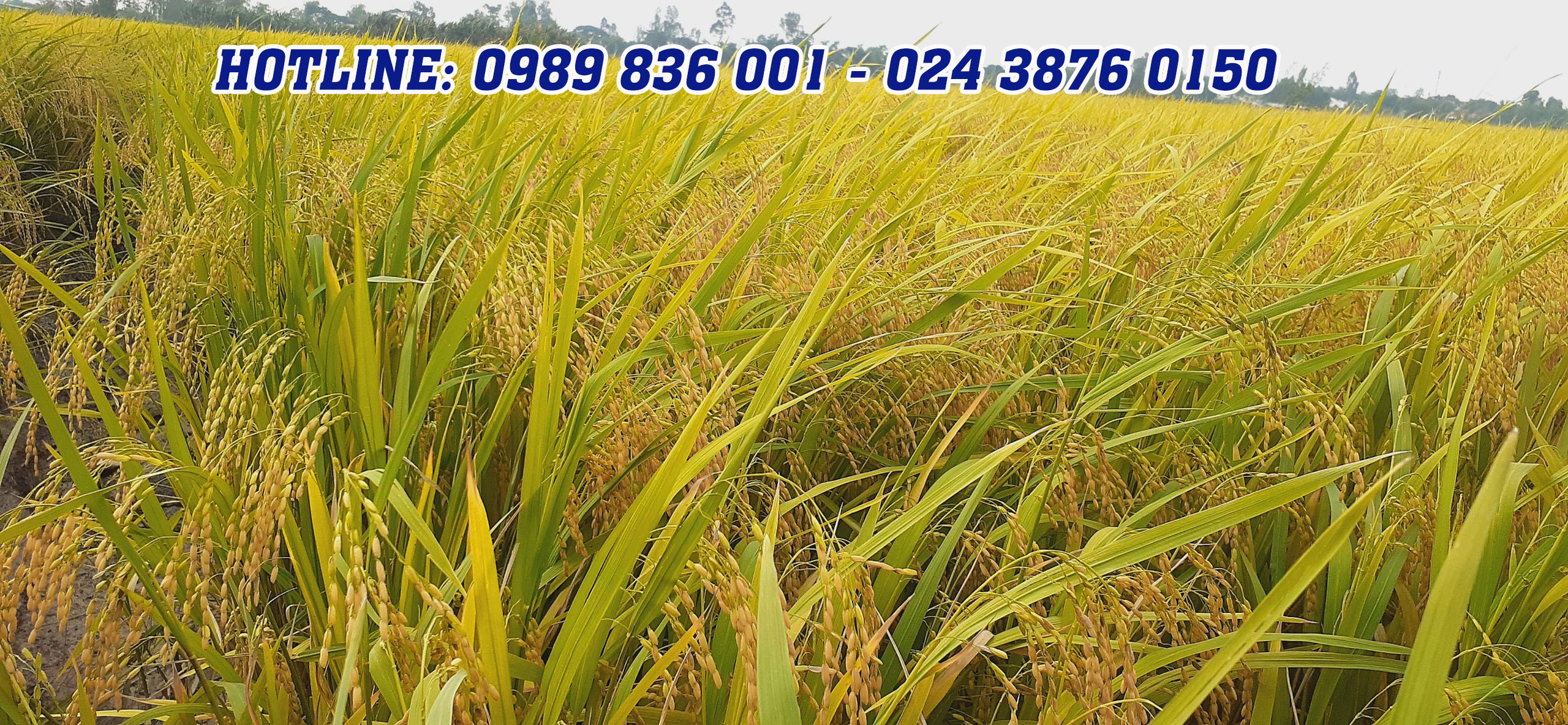 phân bón hiệu con lười, lúa nếp