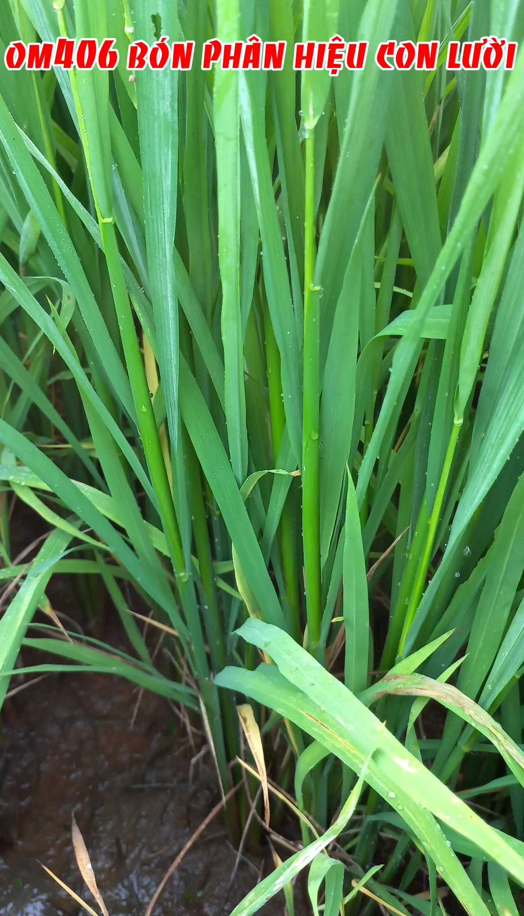 om406, phân bón con lười,