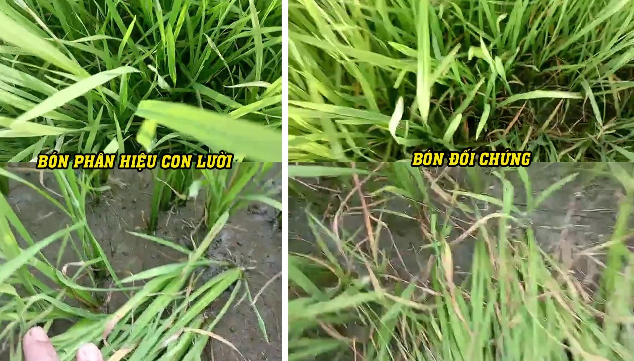 PHÂN BÓN HIỆU CON LƯỜI - GIẢI PHÁP HẠN CHẾ BỆNH BƯỚU RỄ LÚA