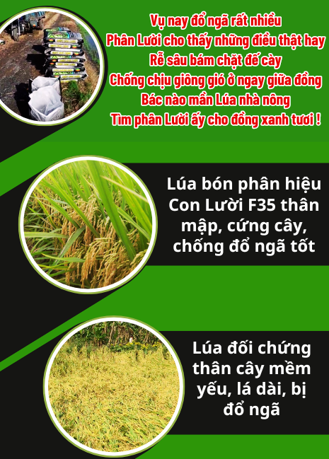 Phân bón hiệu Con Lười