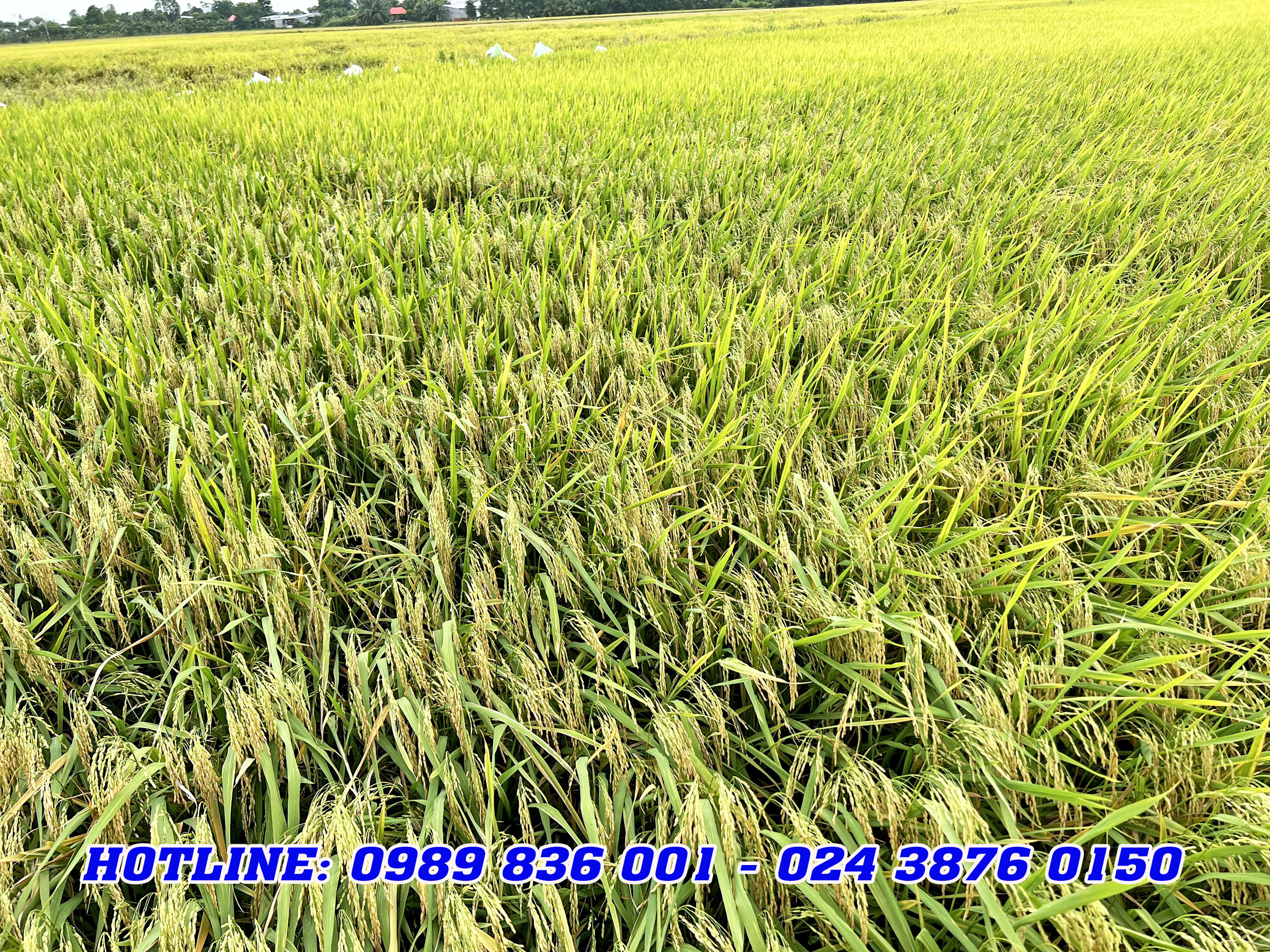 ph&acirc;n b&oacute;n hiệu con lười, om34