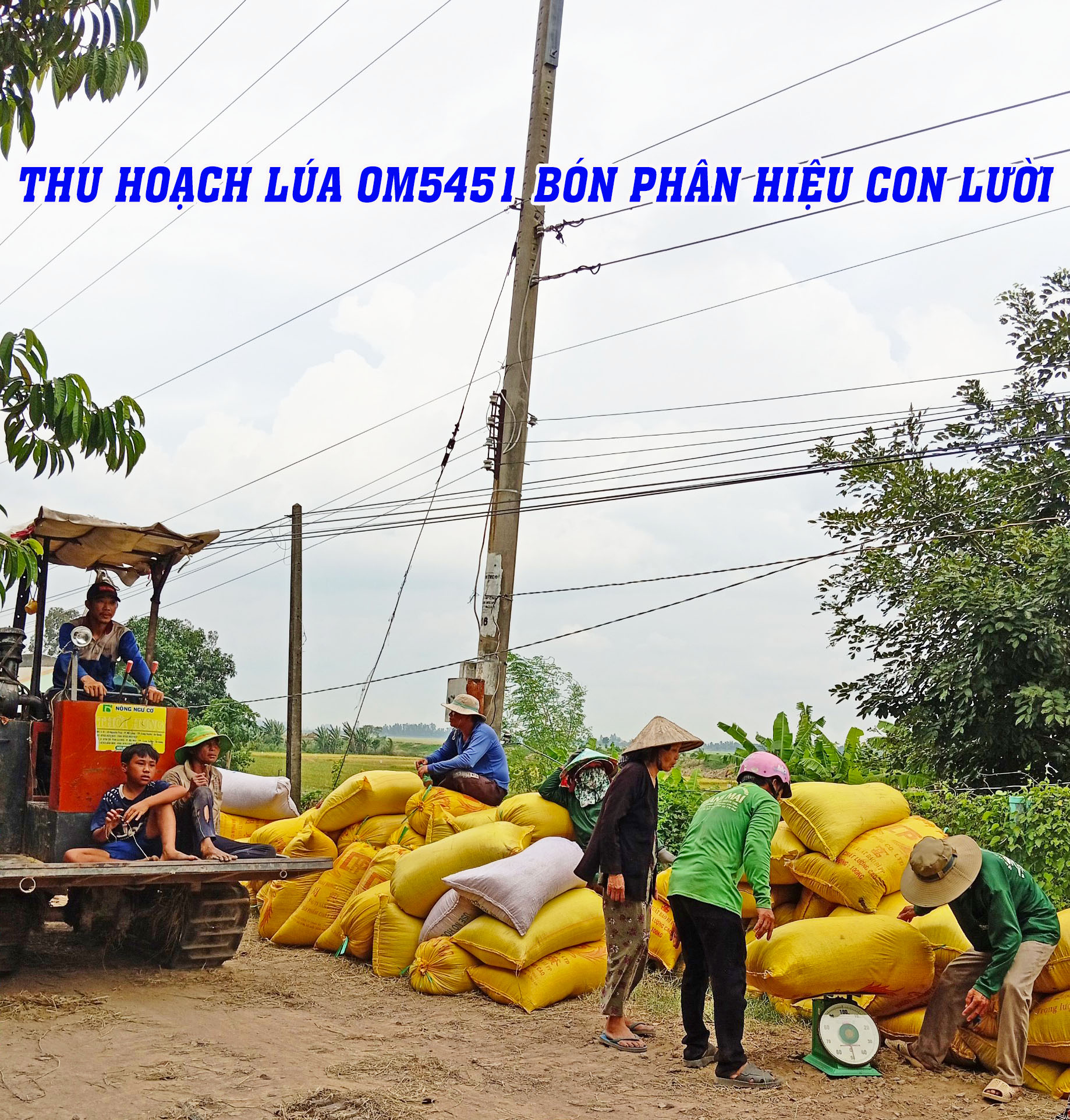 thu hoạch, om5451, phân bón hiệu con lười,