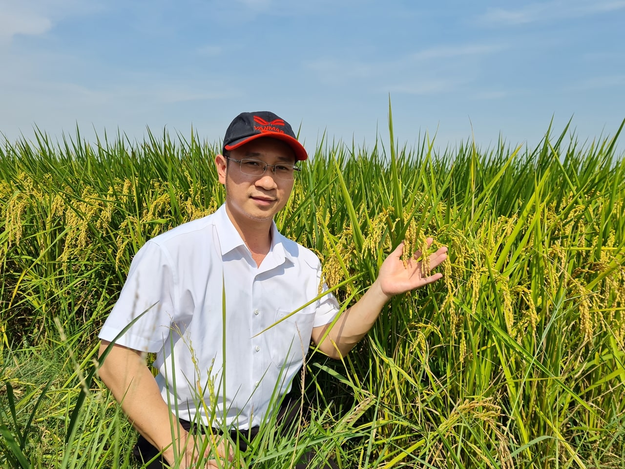 Phân bón hiệu Con Lười, lúa DS1