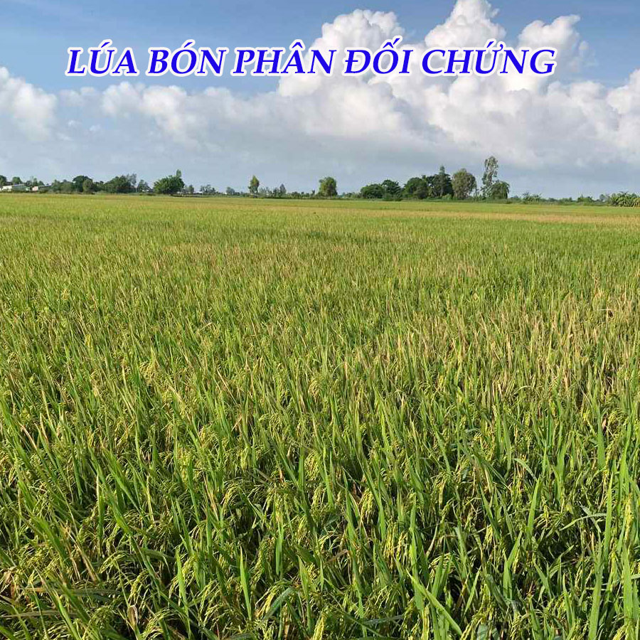 om5451, phân bón hiệu con lười