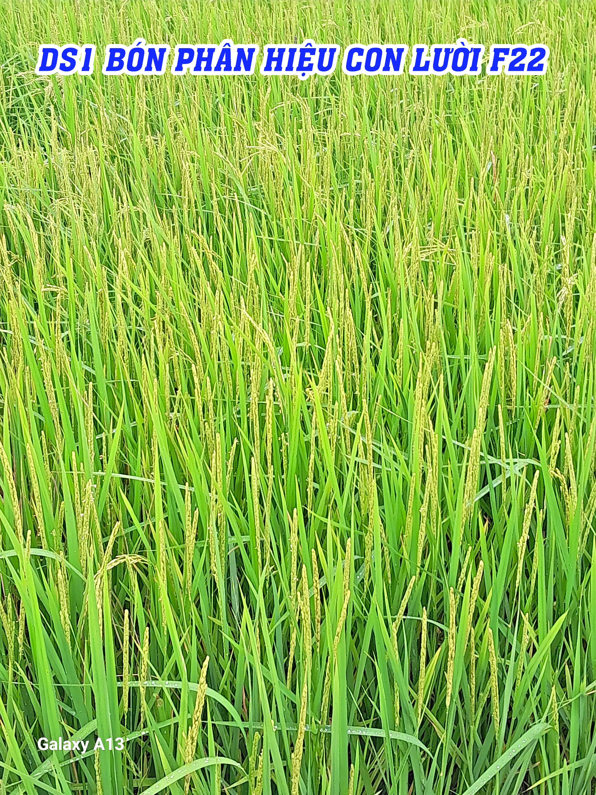 ds1, phân hiệu con lười,