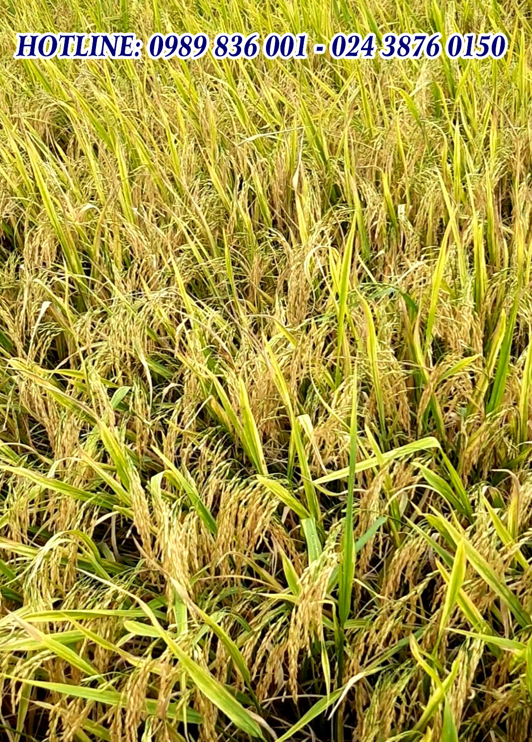 om18, phân hiệu con lười