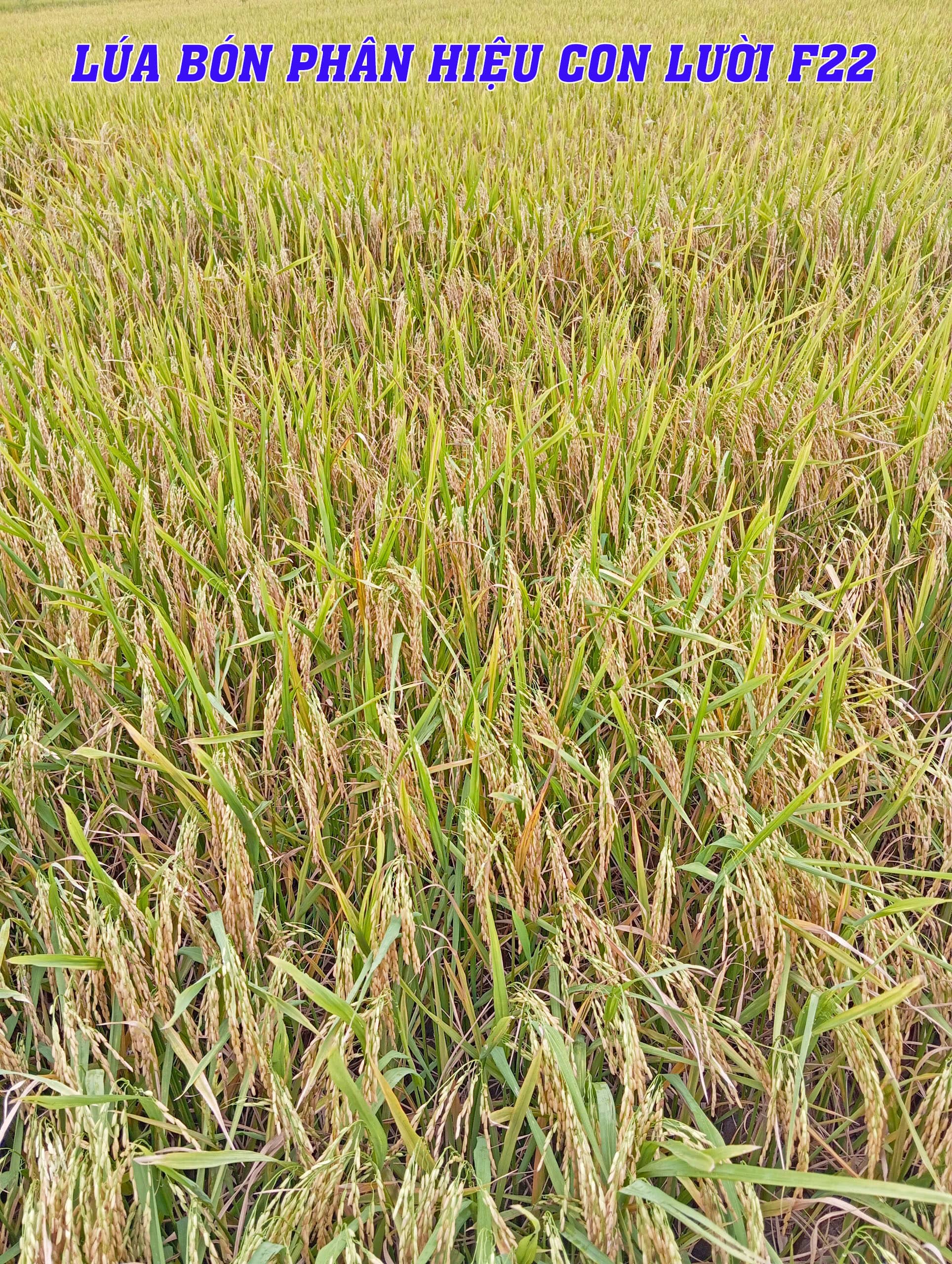 om5451, thu hoạch, phân bón hiệu con lười,