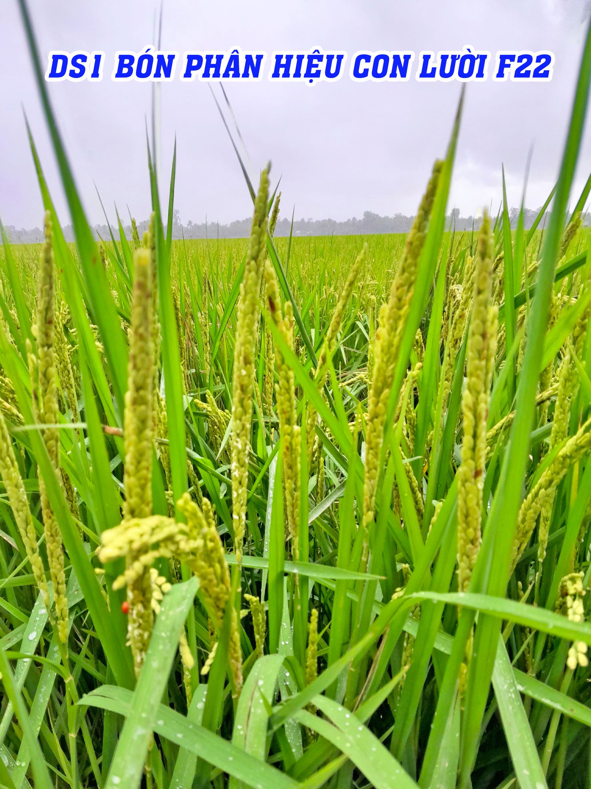 lúa nhật - ds1, phân con lười