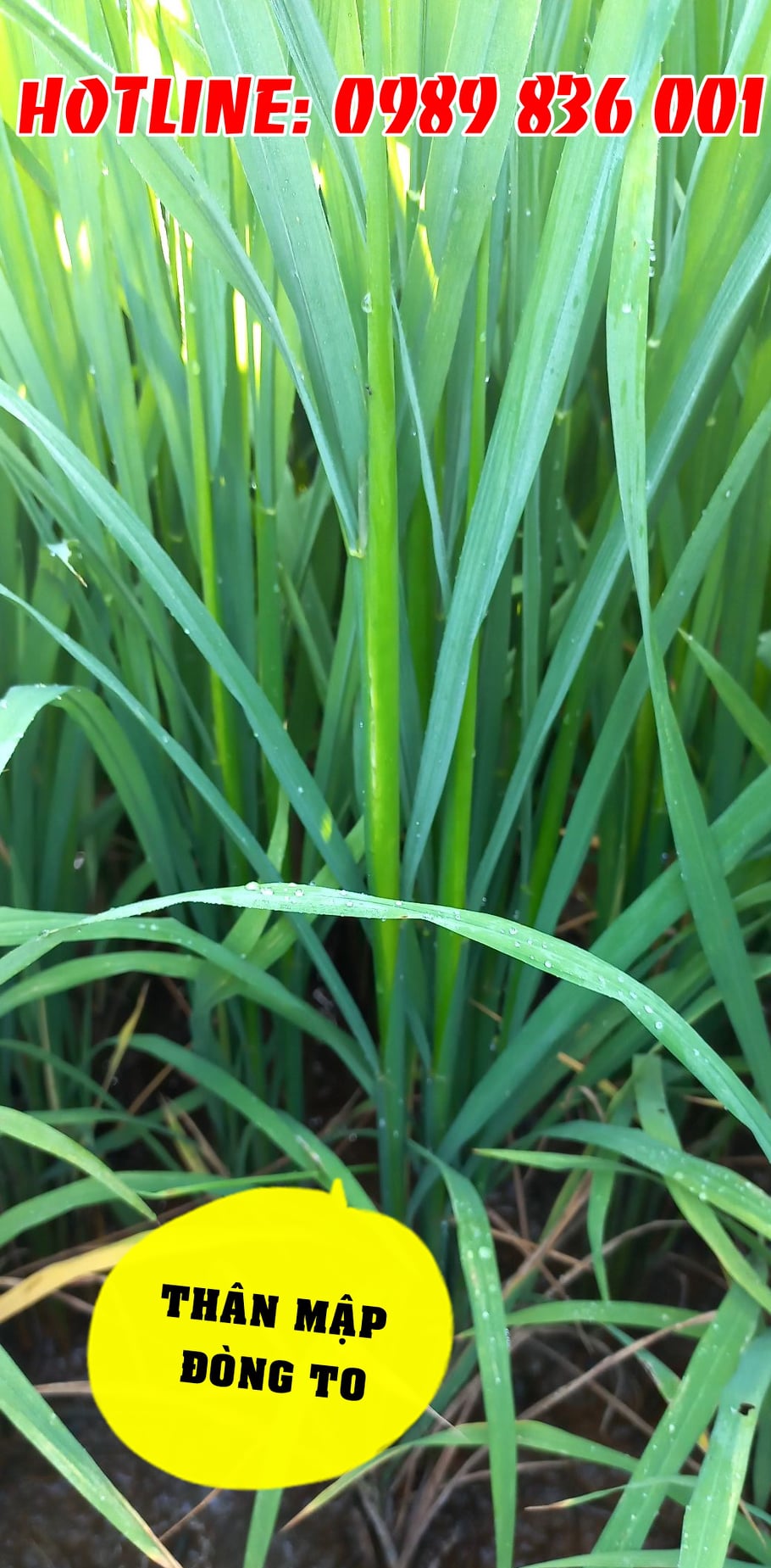 om406, phân bón con lười,