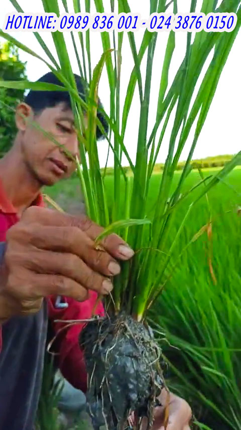 phân bón hiệu con lười,