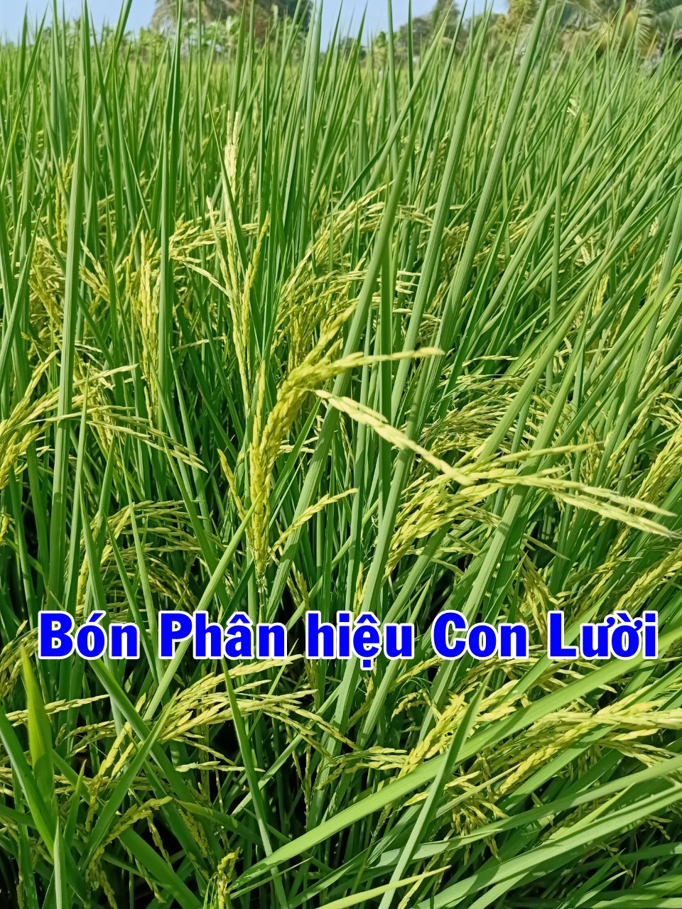 st24, phân hiệu con lười,