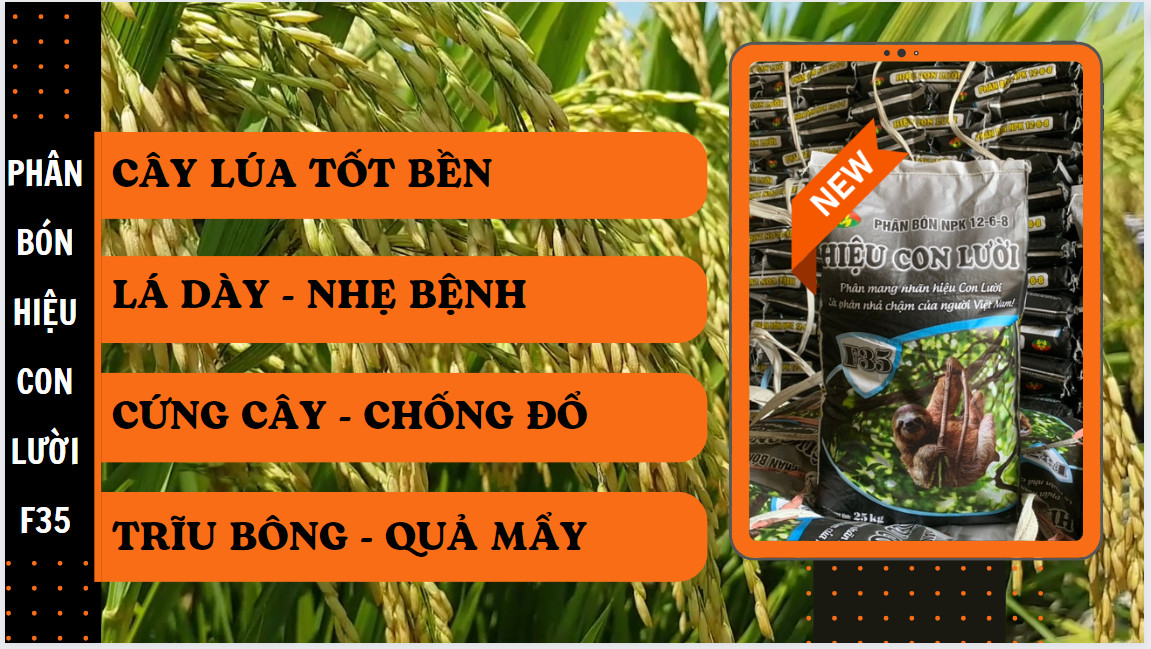 Phân bón hiệu Con Lười, Cây Lúa