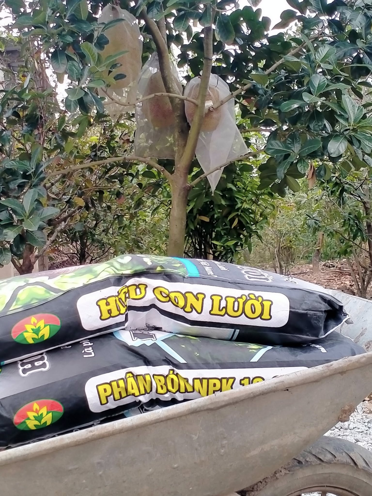 Phân bón hiệu Con Lười F35