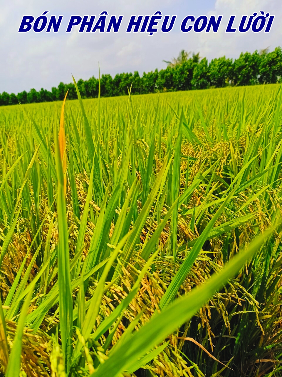 Phân bón hiệu Con Lười, lúa OM5451