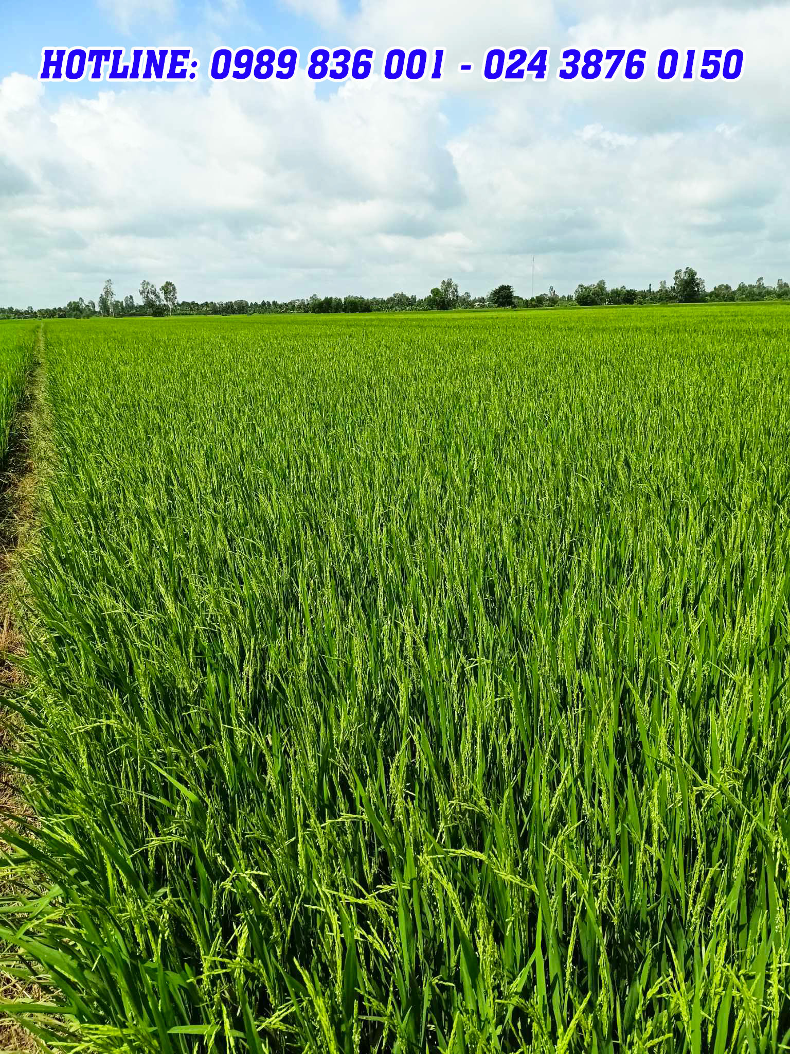 phân con lười, om5451,