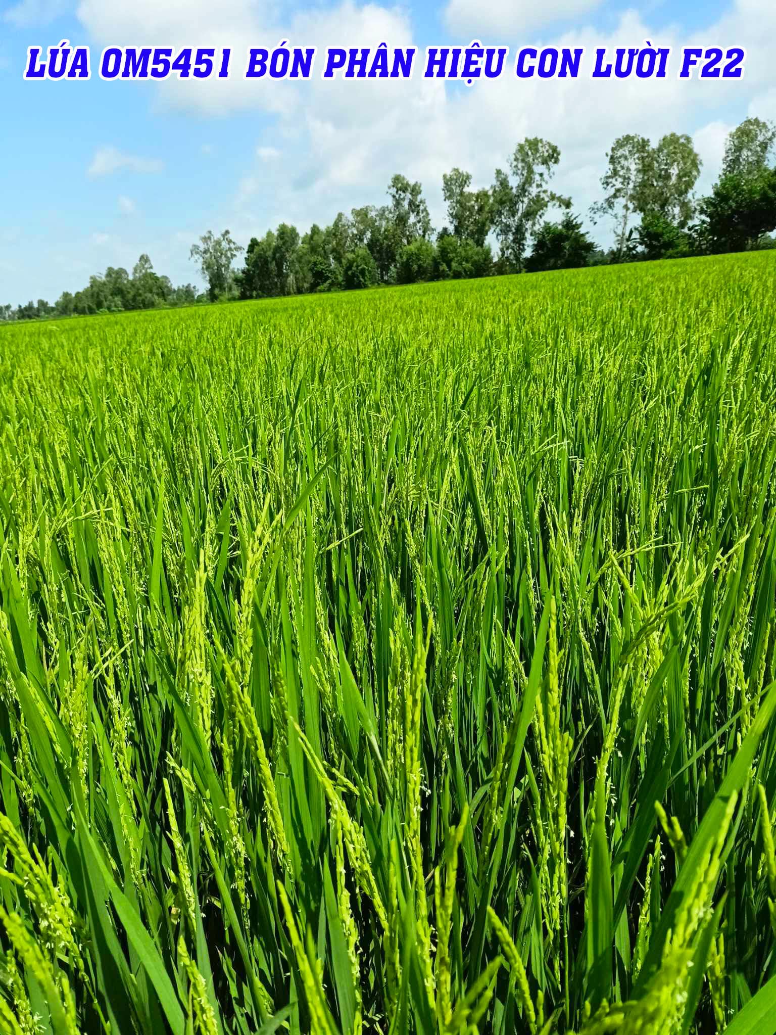 om5451, phân con lười,