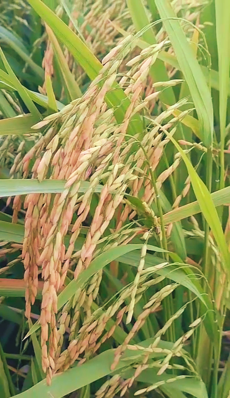 phân bón hiệu con lười,