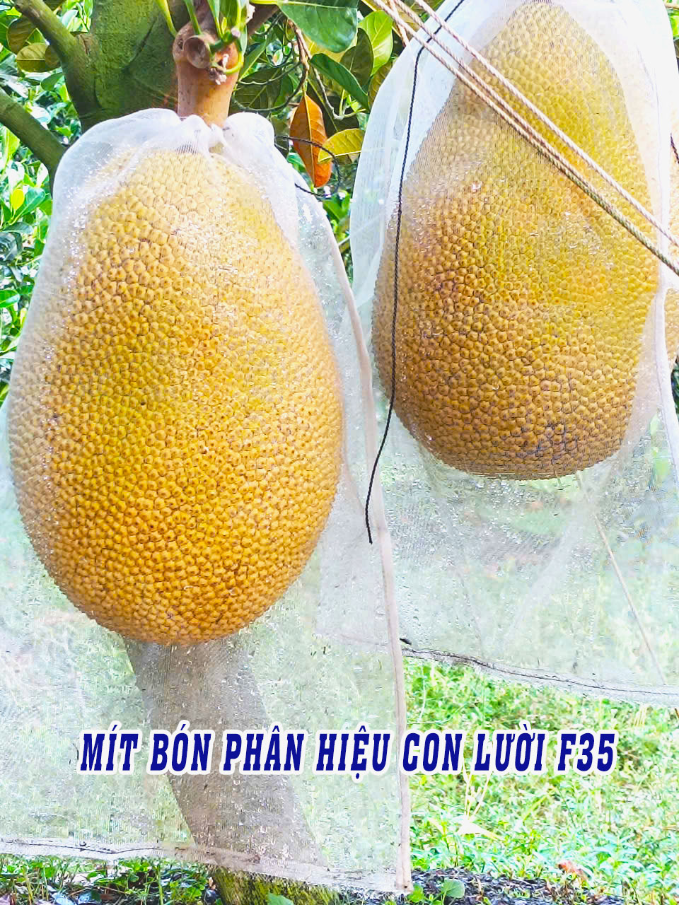 phân bón hiệu con lười, 