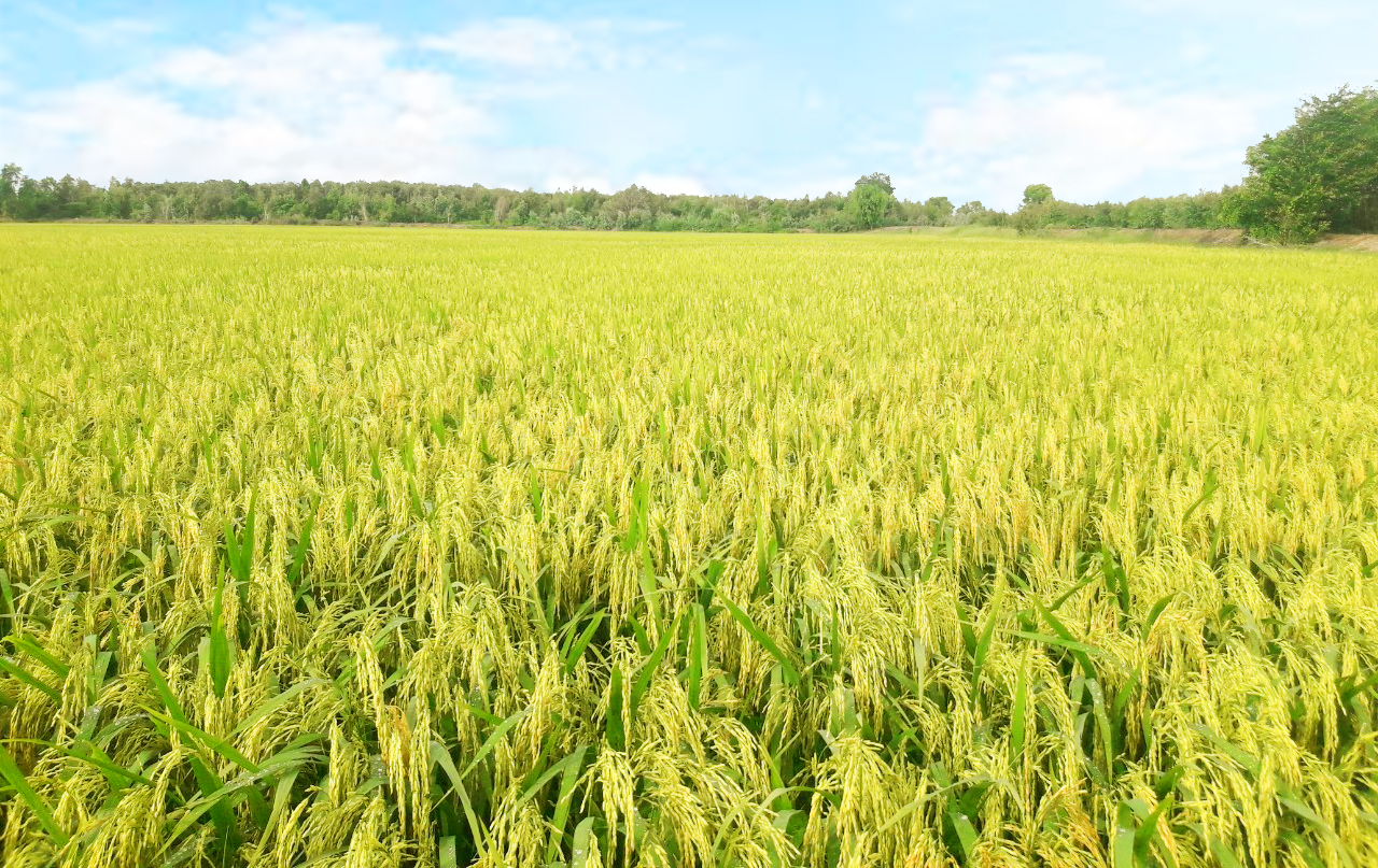 lúa OM18 sử dụng phân bón hiệu con Lười trong vụ hè thu 2023