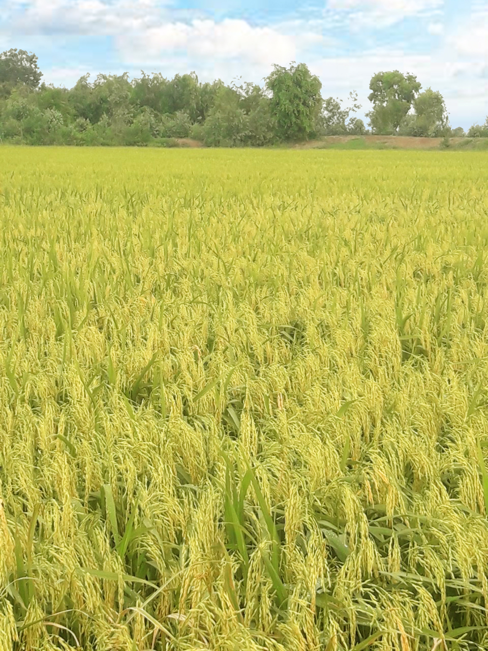 Lúa tại Long An đã sử dụng phân bón hiệu con Lười