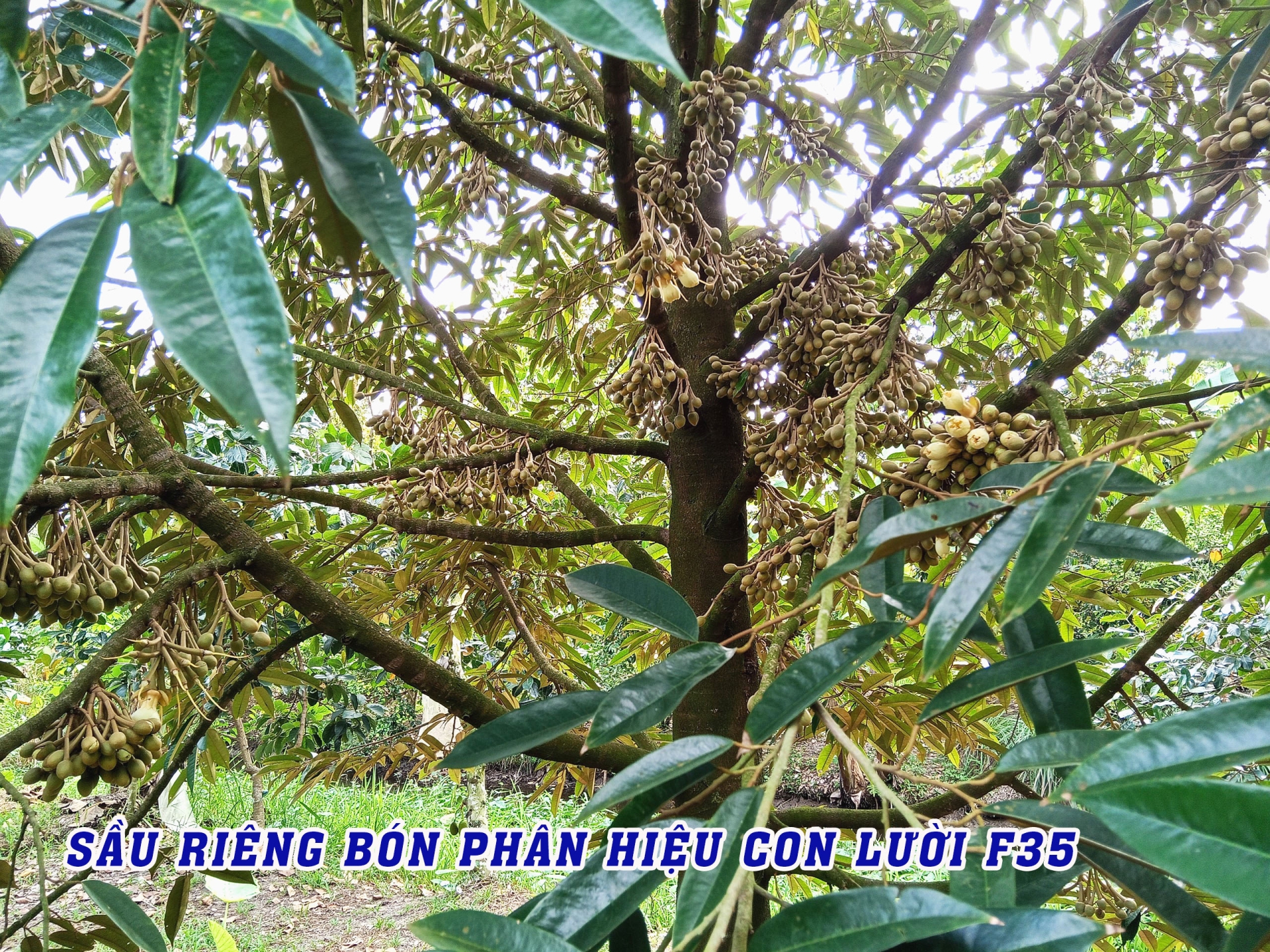 phân bón hiệu con lười,