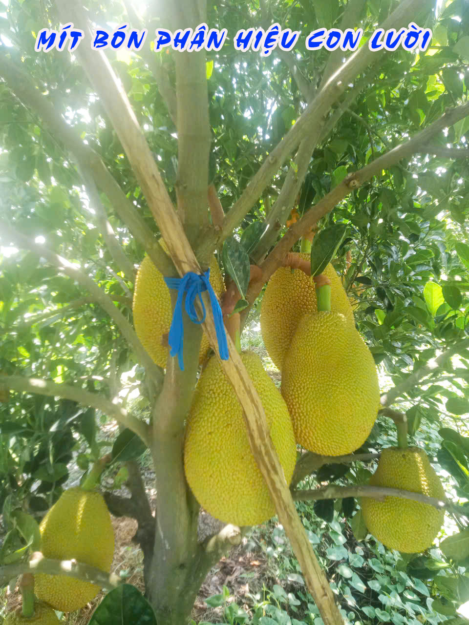 phân bón hiệu con lười