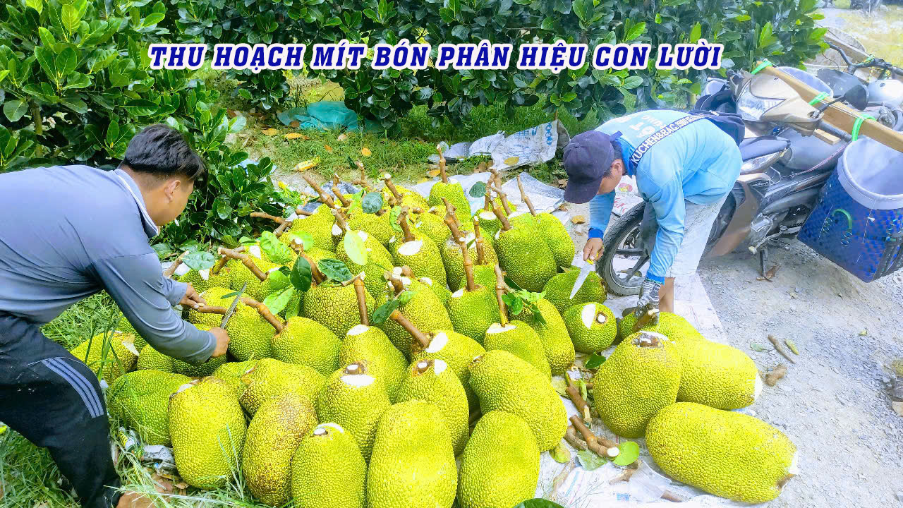 phân bón hiệu con lười,