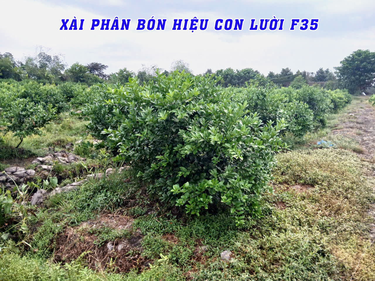 phân bón hiệu con lười, chanh,