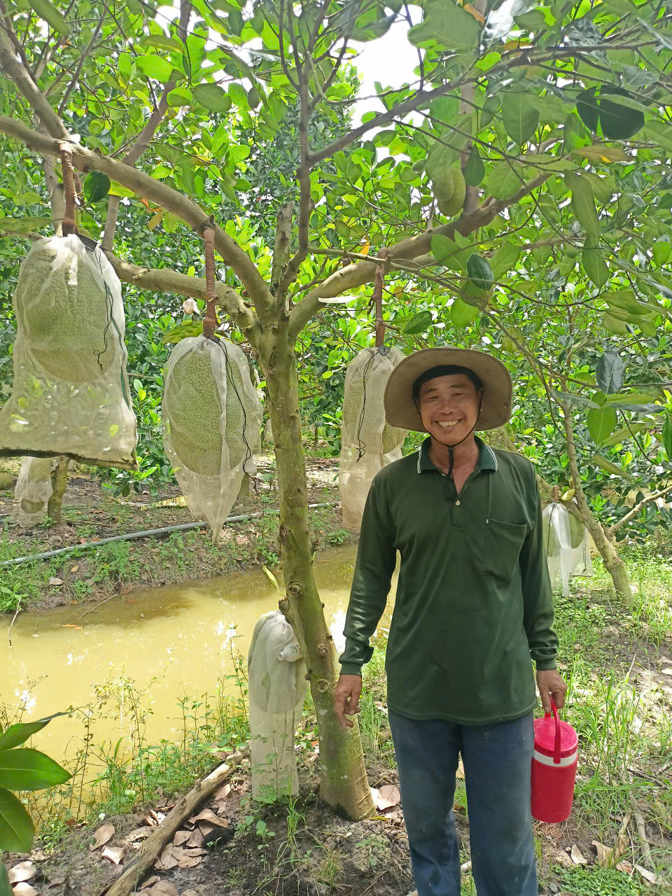 phân bón hiệu con lười, 