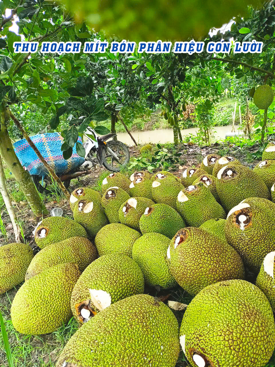 phân bón hiệu con lười,