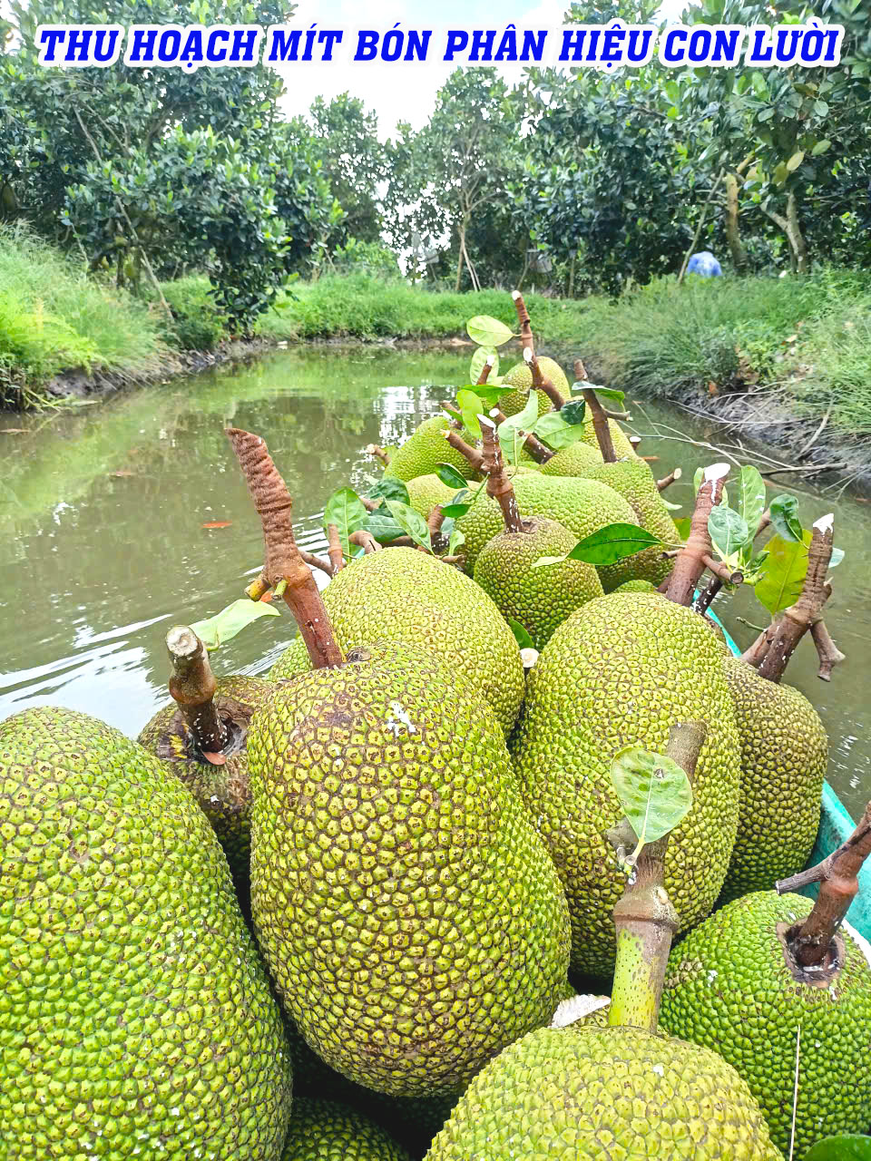 phân bón hiệu con lười,