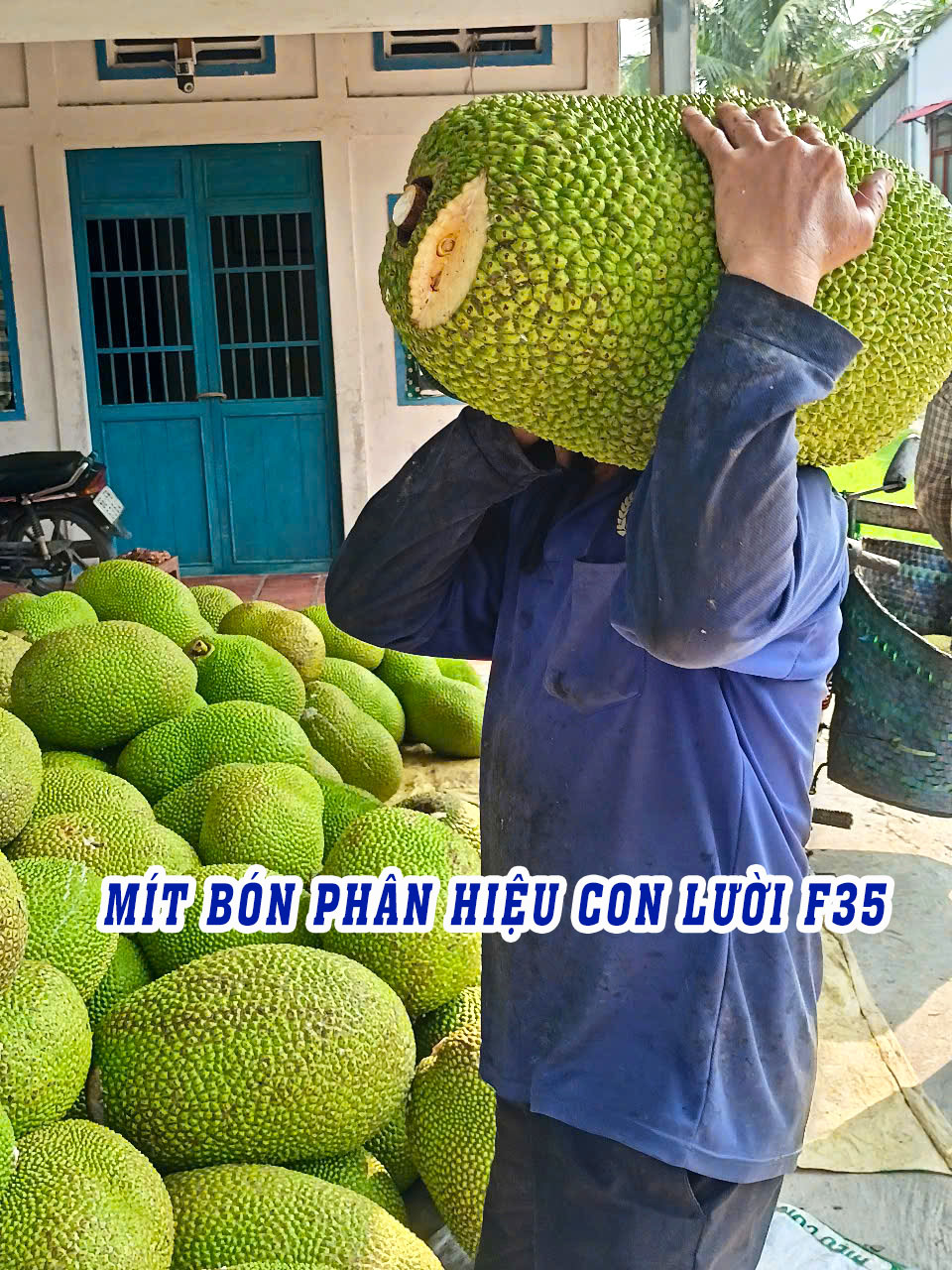 phân bón hiệu con lười, mít,
