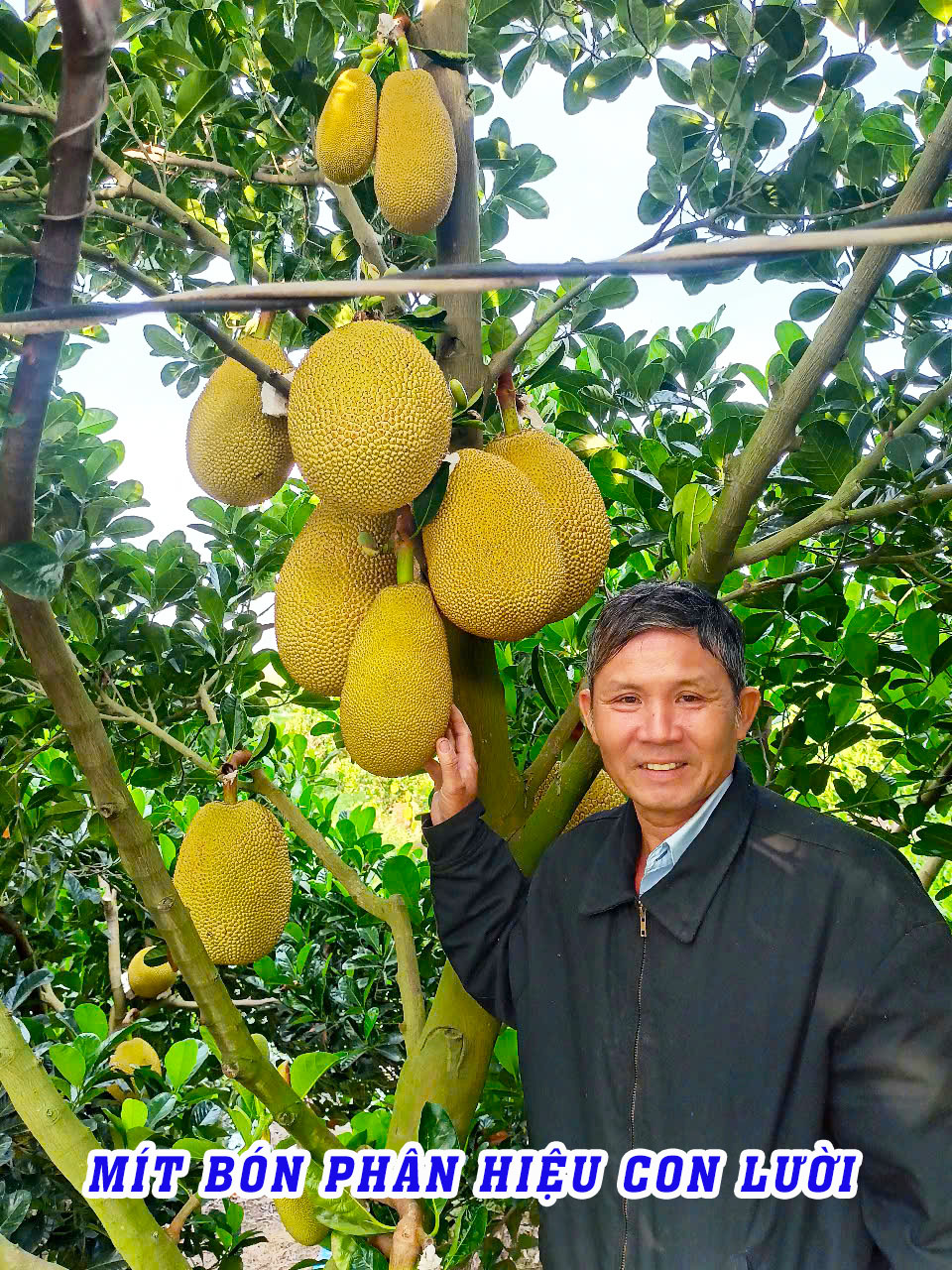 phân bón hiệu con lười,