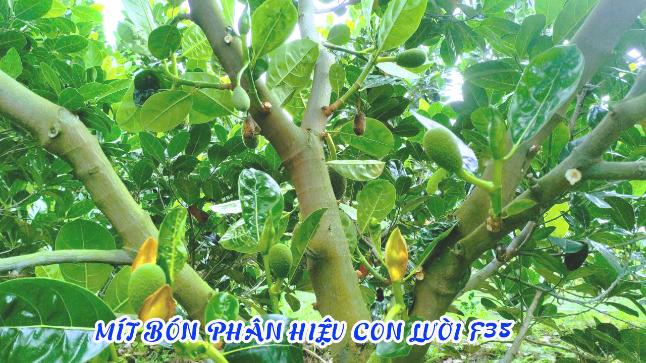 ph&acirc;n b&oacute;n hiệu con lười, 