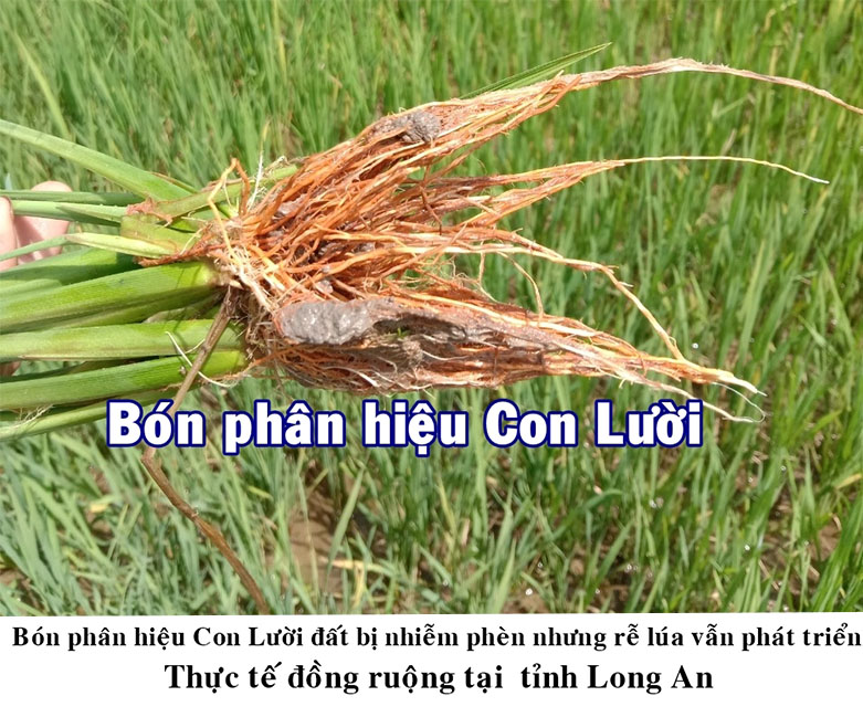 phân bón hiệu con lười,
