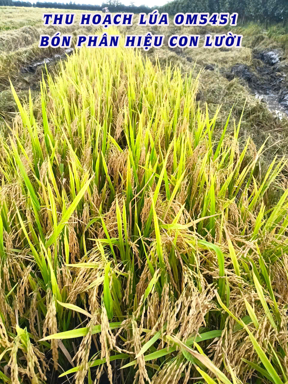 hiệu con lười f35,