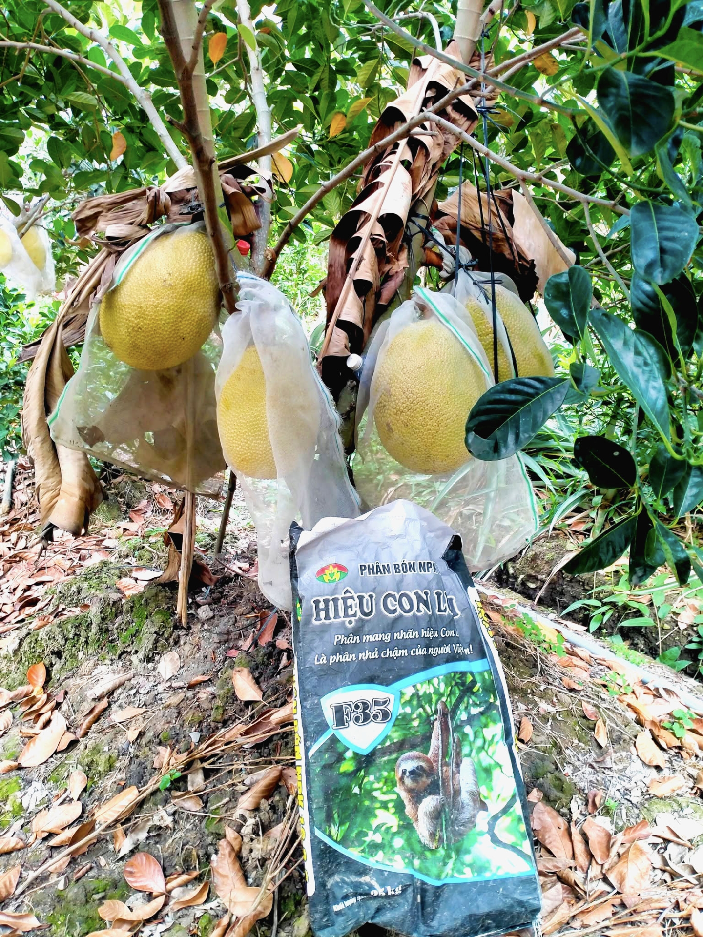 phân bón hiệu con lười, mít ruột đỏ,