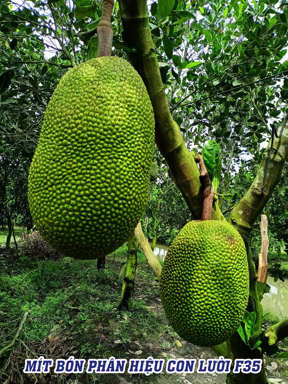 phân bón hiệu con lười,