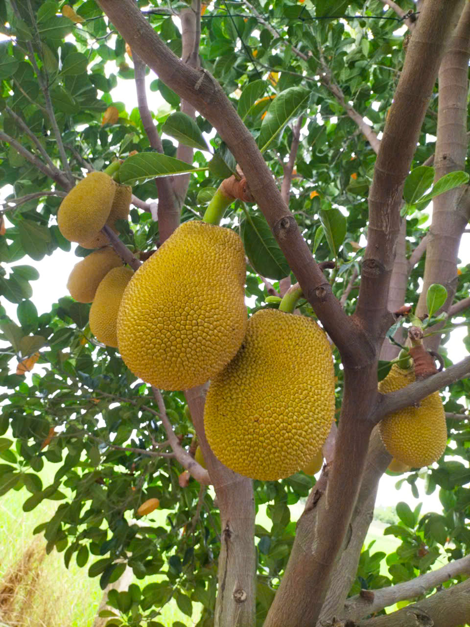 phân bón con lười f35, mít ruột đỏ,