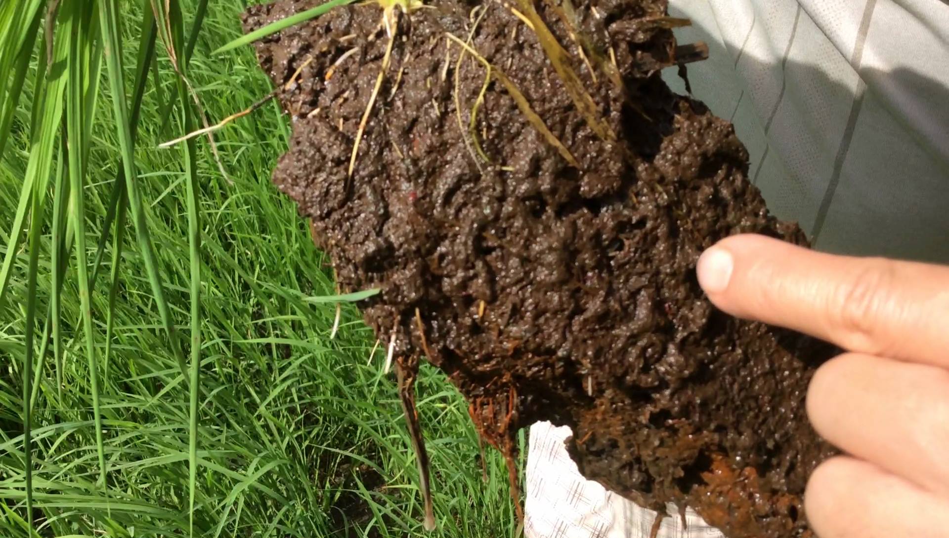 hỗ trợ hệ vi sinh vật đất phát triển