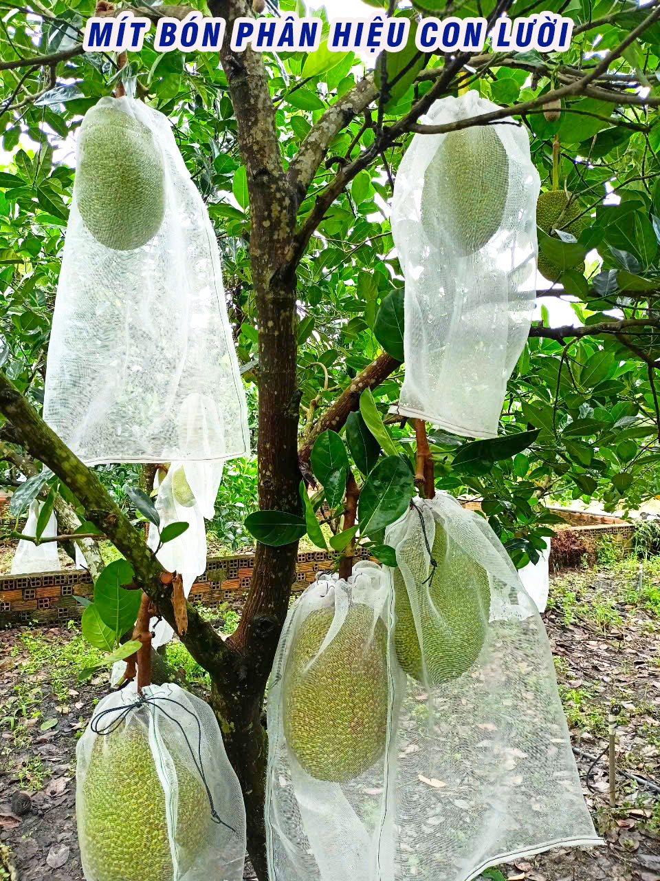 phân bón hiệu con lười