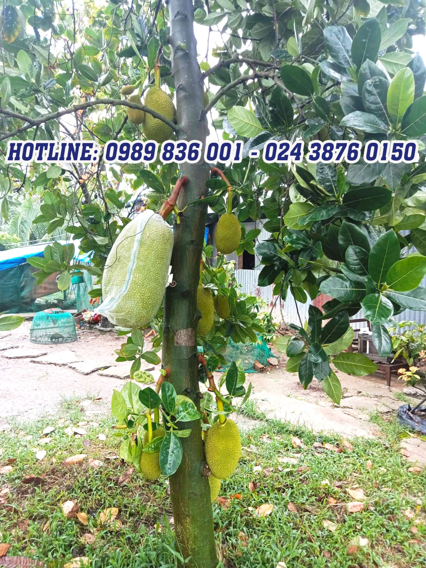 phân bón hiệu con lười,