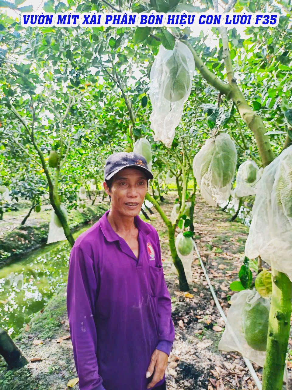 phân bón hiệu con lười