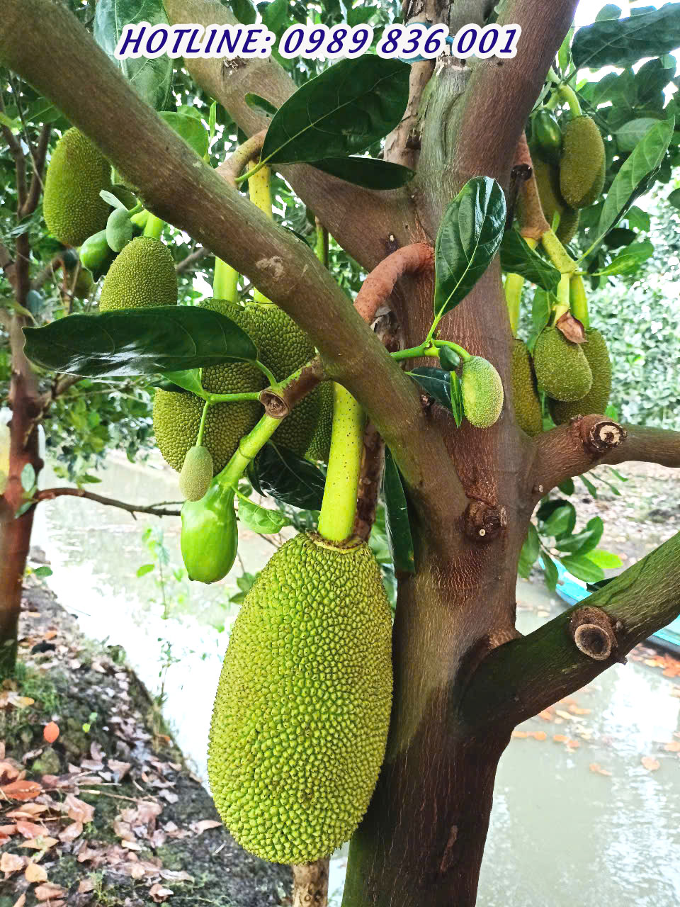 ph&acirc;n b&oacute;n hiệu con lười, 